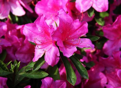 紫藤叶子的美丽：大自然的礼物