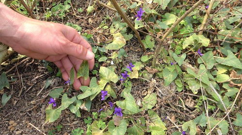 农药残留，究竟是个啥玩意儿？