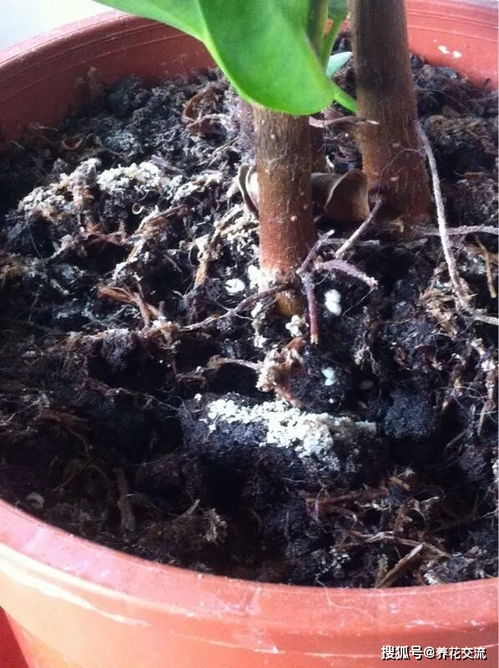 土壤消毒的方法