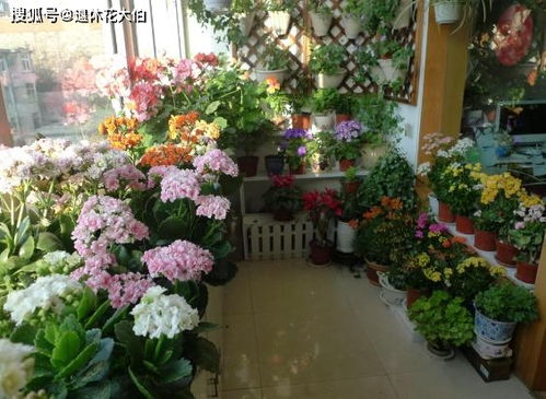 冰雕旁的鲜花，有何奥秘？