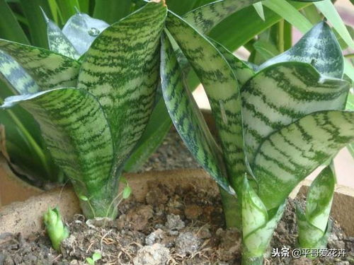 虎皮兰：耐寒的小绿人