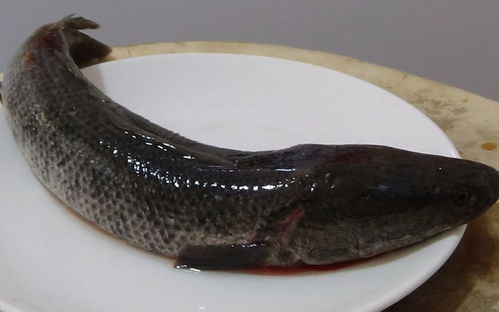 夏日荷塘中的莲花与多宝鱼的对比