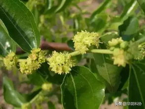 多菌灵， 那个神奇的药水