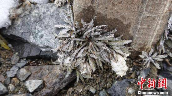 成熟标志与收集种子