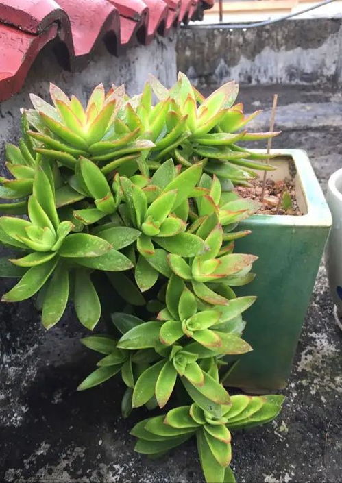 “火祭多肉植物如何挑选？品种繁多
