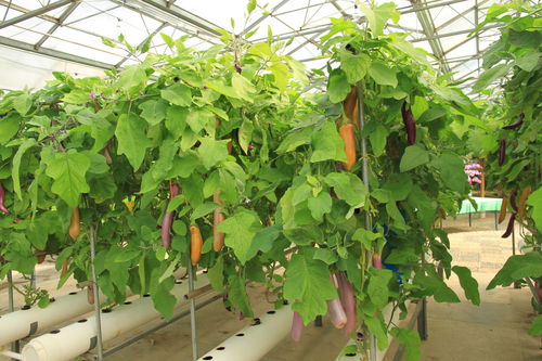 茄子种植注意事项