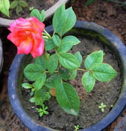 扦插时间与方法， 花儿这样扦插才快生根