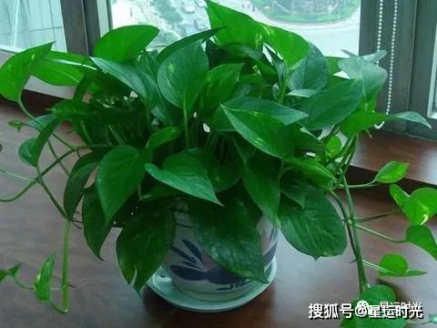 绿萝生长停滞对照表：帮你快速诊断