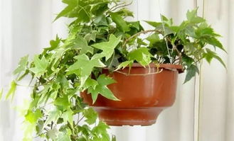 常春藤种植小秘密，一平方米到底种几株？