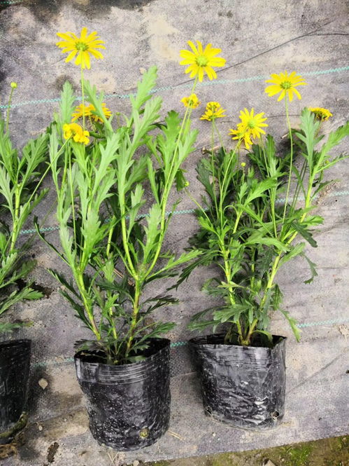 成者阝批发， 基地直销