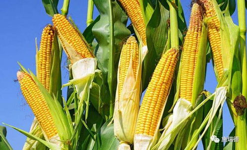 农药， 玉米的好帮手