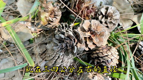 滤水层：保护花儿的根部