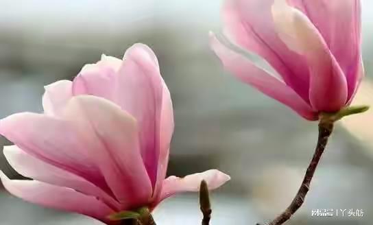 种花也嫩省钱？揭秘如何辨别玉兰种子真假，节省60%养护费用！