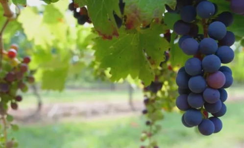 葡萄插枝最佳时机