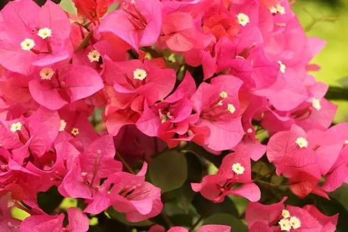 定植时间与方式