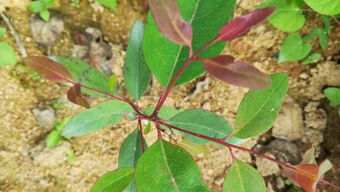 直生苗的分叉点与普通树苗有何不同？