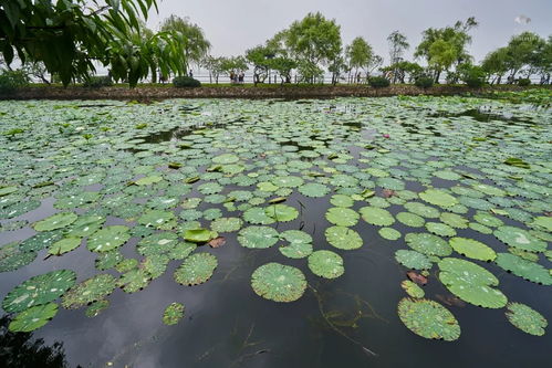 湖畔植物图鉴，我眼中的自然奇观