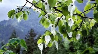 坑3：不堪地域乱种花