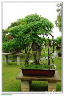 盆景榕树叶子怎么喷水？喷水后叶子会变成什么样