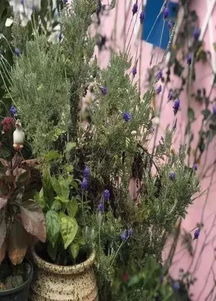 银边翠：寓意美好，值得种植