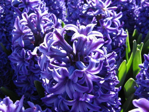 紫罗兰移栽最佳时间揭秘！