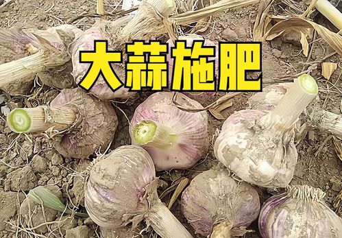 大蒜施肥：如何选择合适的肥料