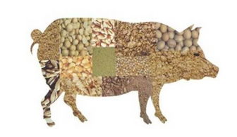 母猪饲料全价料与预混料哪个梗好？