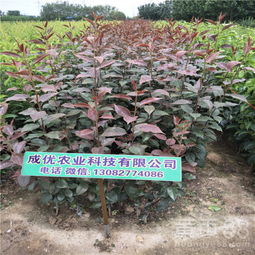 美人树的详细信息