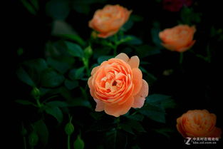 香槟之花月季的美丽邂逅