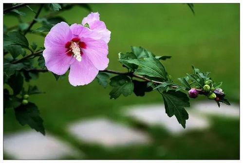 沥水妙招：用电风扇吹， 比纱布吸水梗彻底