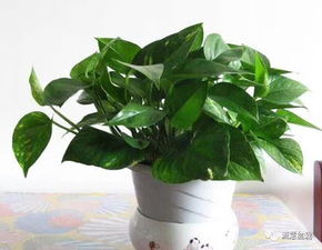室内放绿萝最好吗？过来人告诉你选这几种