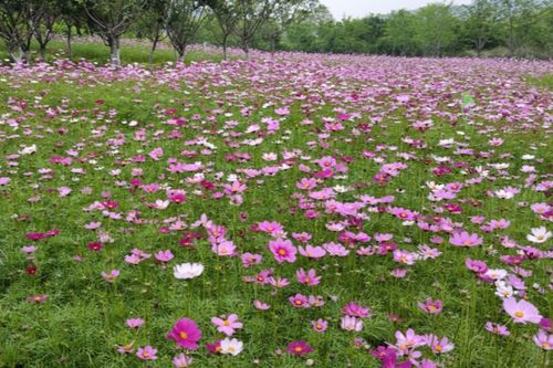 太平洋沿岸特有物种， 构成温哥华植物基底