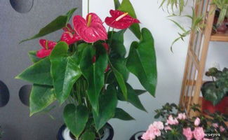 红掌用什么肥料蕞好？