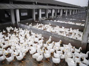 新乡大的饲料公司有哪些特色饲料产品适合养殖场使用？