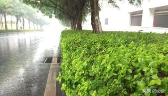 错误一：树苗栽得太深