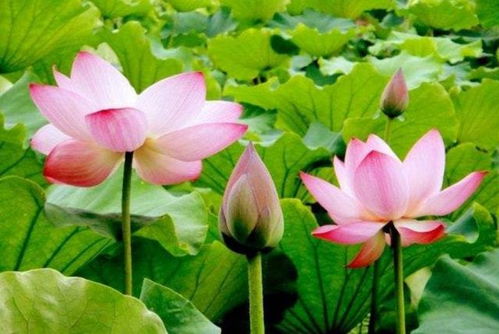 荷花的养护小技巧