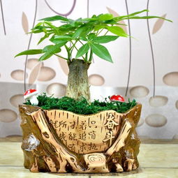 盆栽种菜烂根，土壤排水不好