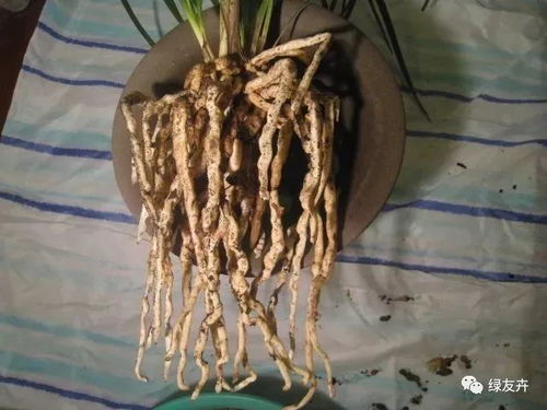 蕙兰换盆后几天需要浇水？