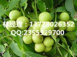 云南特产茶油苗，海南基地直供热线！