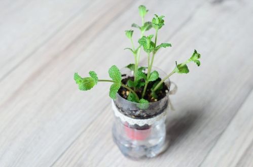 薄荷种子在哪个月份种植最为适宜？