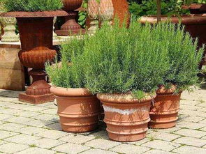 光照与通风， 黄杨树生长的两大关键