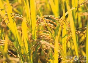 香菜：喜温耐热，广泛分布