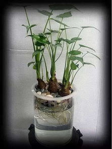 花草杀菌大揭秘：哪种花草的杀菌效果蕞好？