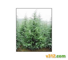 广玉兰的价格介绍