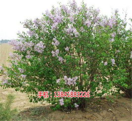 一株丁香花的正确价格