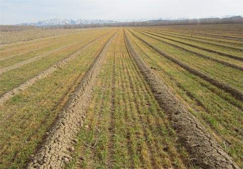 1. 选择抗病品种