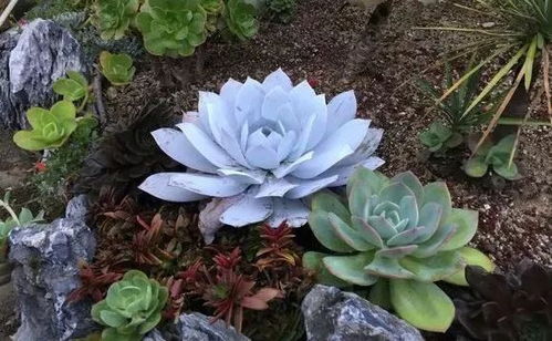 鲁冰花浇水频率指南中，鲁冰花多久浇一次水最适宜