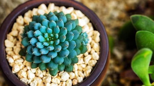 注意事项：合理搭配， 避免副作用