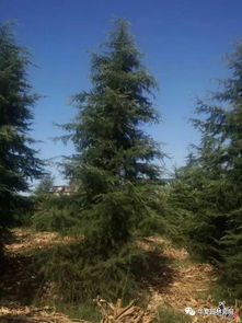 第二章：种植技巧