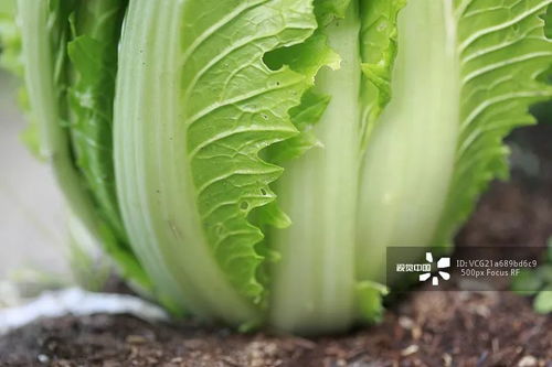 百菌清，白菜烂根的克星？